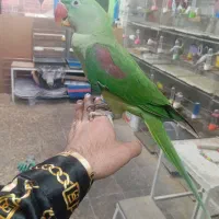 شاه طوطی اهلی سخنگو|پرنده|تبریز, |دیوار