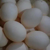 تخم مرغ محلی تازه