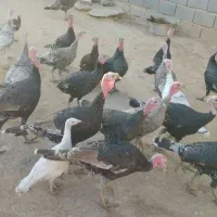 بوقلمون|حیوانات مزرعه|دشت ذهاب, |دیوار