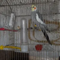 عروس هلندی نر سخن گو