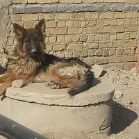 سگ نر ژرمن|سگ|کرمانشاه, |دیوار