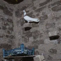 طوقی