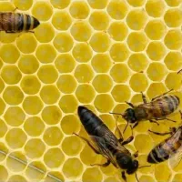 زنبور عسل