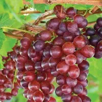 ارائه نهال انگور فلیم سیدلس گلدانی