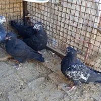 کبوتر|پرنده|خنداب, |دیوار