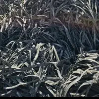 خرید نوار تیپ طیف