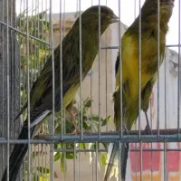 قناری رسمی بلند فری پرستار