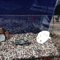 آکواریوم شیشه خم شرکتی با ماهی و وسایل|ماهی|قم, بنیاد|دیوار