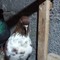 کبوتر پرشی ساعت بالا ارزان ۱۵۰|پرنده|رشت, حومه رشت|دیوار