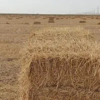 پرس گندم
