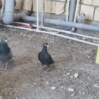 کبوتر پلاکی مسافتی|پرنده|داران, |دیوار
