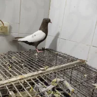 سینه سیاه|پرنده|مسجد سلیمان, |دیوار