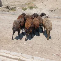 گوسفنن
