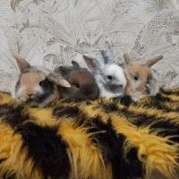 خرگوش لوپ|موش و خرگوش|اهواز, اسلام آباد غربی|دیوار