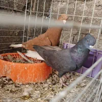 کفتر دم سفید