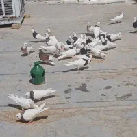 کبوتر طوقی