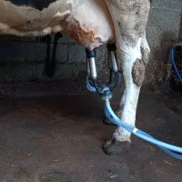 گاوپرشیر|حیوانات مزرعه|رشت, پل تالشان|دیوار