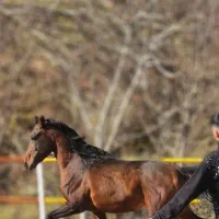 اسب نژاد دار درجه 1 قد 6 دانگ