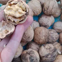 گردو مغز سفیدوچرب