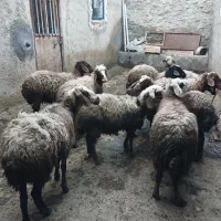 سلام ده راس بره جوان اول شکم