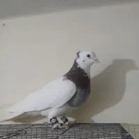 سه تا کبوتر