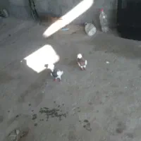 طوقی کاکولی نر ماده نر قرمز و ماده بادمجانی