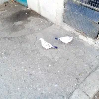 فروش تعدادی کفتر  رنگی و افغانی