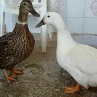 اردک ماده تخمگذار