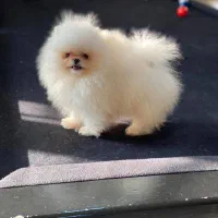 پامرانین (وارداتی)|سگ|تبریز, |دیوار