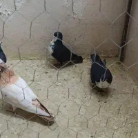 رسمی کلاغ سینه ای