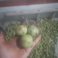 گردو درجه 1سفیدسفید