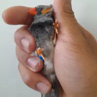 چند فنچ اورنج با جوجه..چند جفت بلک بادی و بلک برست|پرنده|قم, پردیسان|دیوار