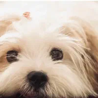 واگذاری سه عدد امپریال