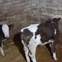 گوساله ماده|حیوانات مزرعه|بیلوار, |دیوار