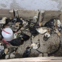 جوجه مرغ محلی ،گلین ، پا پر و ریشو یک ماهه