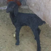 ۴ عدد بره شیری ۳تا ماده یه نری یک عددجو خور نر