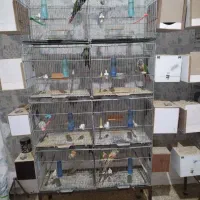 فروش قفس هشت خان