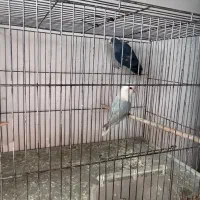 جفت کوتوله برزیلی مولد