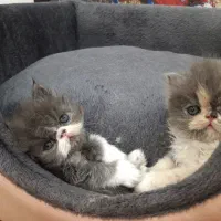 پرشین نرو ماده ۲ماهه|گربه|کهریزک, |دیوار