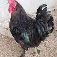 خروس|حیوانات مزرعه|سوسنگرد, |دیوار