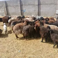 میش و بره شیشک افشاری