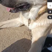 توله خراسانی|سگ|سبزوار, توحیدشهر|دیوار