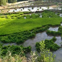 فروش تخم چلتوک اماده کاشت