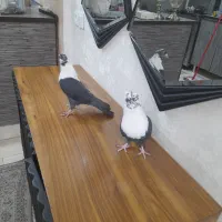 کفتر طوقی|پرنده|اهواز, امانیه|دیوار