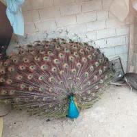 طاووس ۴ ساله نر مولد