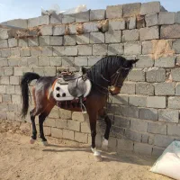 اسب مادیان جوان