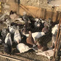 کبوتر تهرانی شهرستانی سرور،کله ماستی،قرمز|پرنده|فردیس, فردیس|دیوار