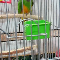 طوطی سنگال|پرنده|خمینیشهر, |دیوار