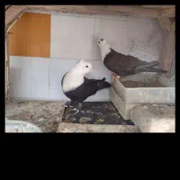 کفتر یال .کفتر کربلایی کاکلی