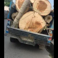 بالاترین خرید چوب و درخت باغی بصورت نقدی 7000
